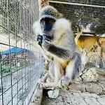 וילה Luxury Surrounded With Nature & Farm Animals Alpacas Etc *