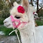 Luxury Surrounded With Nature & Farm Animals Alpacas Etc Villa *