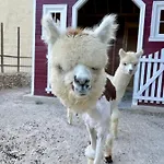 Luxury Surrounded With Nature & Farm Animals Alpacas Etc