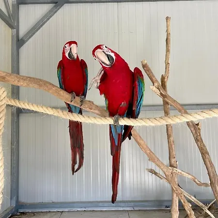 Luxury Surrounded With Nature & Farm Animals Alpacas Etc