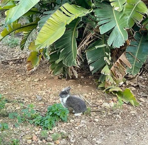 Villa Luxury Surrounded With Nature & Farm Animals Alpacas Etc *