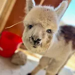 Luxury Surrounded With Nature & Farm Animals Alpacas Etc Villa