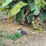 Villa Luxury Surrounded With Nature & Farm Animals Alpacas Etc *