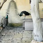 Luxury Surrounded With Nature & Farm Animals Alpacas Etc * Għasri