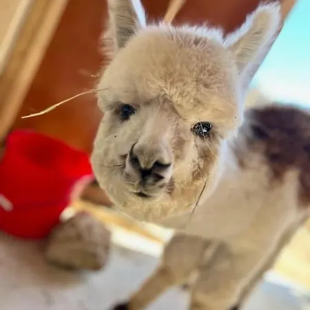 Luxury Surrounded With Nature & Farm Animals Alpacas Etc ヴィラ
