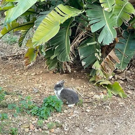 Villa Luxury Surrounded With Nature & Farm Animals Alpacas Etc *