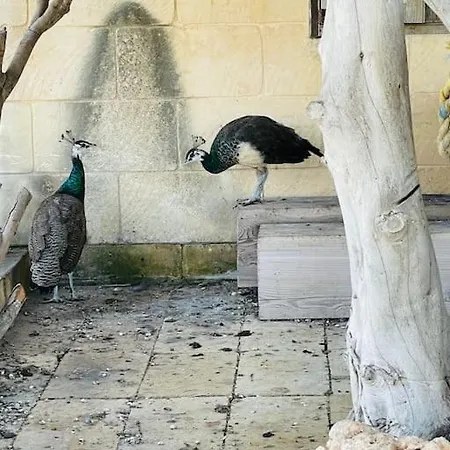 Luxury Surrounded With Nature & Farm Animals Alpacas Etc * Ghasri (Gozo)