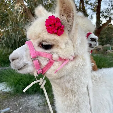 Luxury Surrounded With Nature & Farm Animals Alpacas Etc Villa *