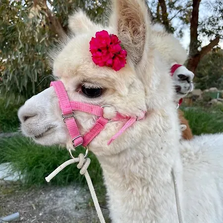 Luxury Surrounded With Nature & Farm Animals Alpacas Etc Villa *