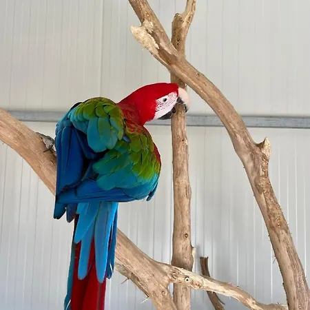 Villa Luxury Surrounded With Nature & Farm Animals Alpacas Etc