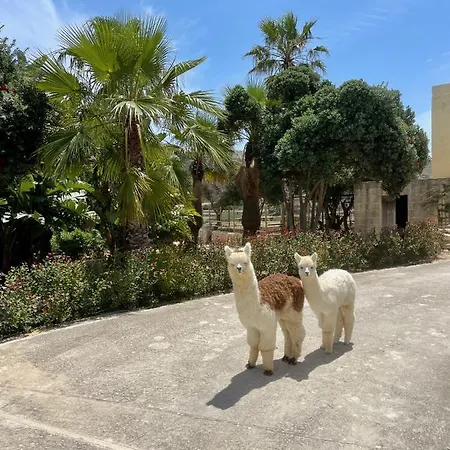 Luxury Surrounded With Nature & Farm Animals Alpacas Etc *