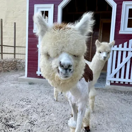 Luxury Surrounded With Nature & Farm Animals Alpacas Etc