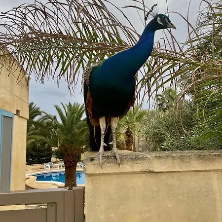 Villa Luxury Surrounded With Nature & Farm Animals Alpacas Etc Għasri