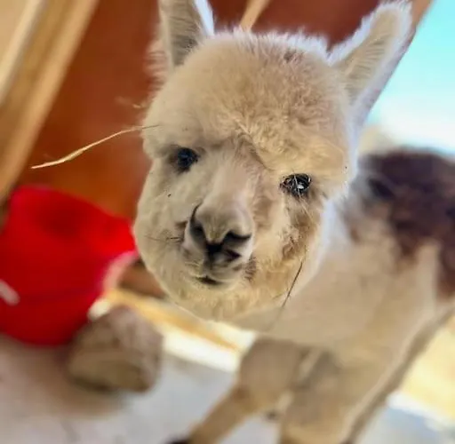 Luxury Surrounded With Nature & Farm Animals Alpacas Etc Villa