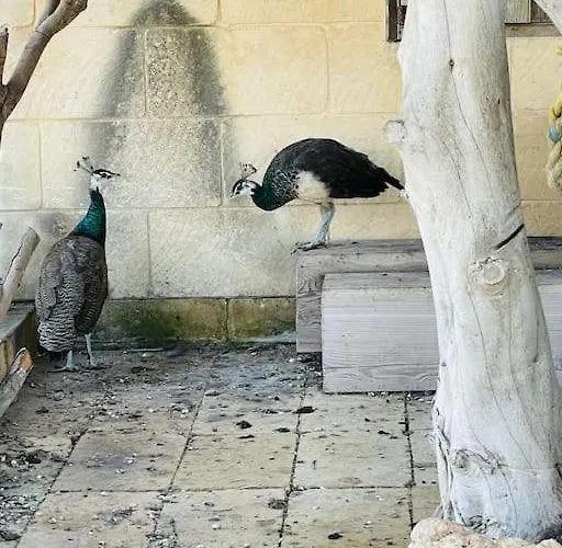 Luxury Surrounded With Nature & Farm Animals Alpacas Etc * Ghasri (Gozo)