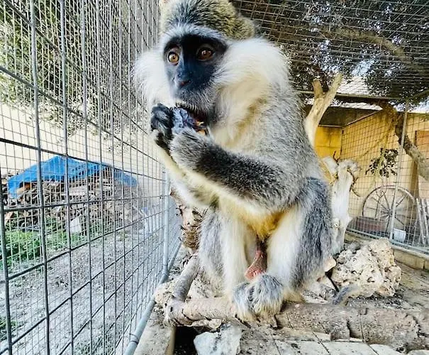 Villa Luxury Surrounded With Nature & Farm Animals Alpacas Etc *