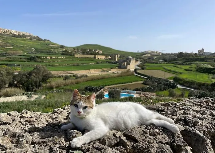 Villa Luxury Surrounded With Nature & Farm Animals Alpacas Etc Għasri