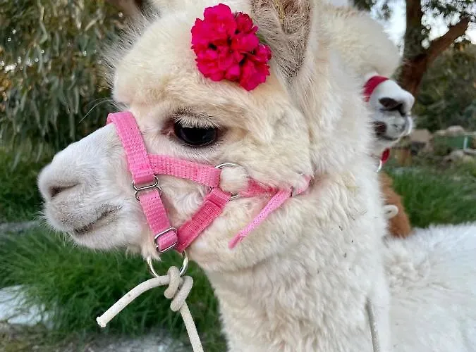 Luxury Surrounded With Nature & Farm Animals Alpacas Etc Villa *