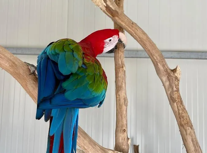 Villa Luxury Surrounded With Nature & Farm Animals Alpacas Etc