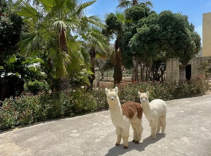 Luxury Surrounded With Nature & Farm Animals Alpacas Etc *