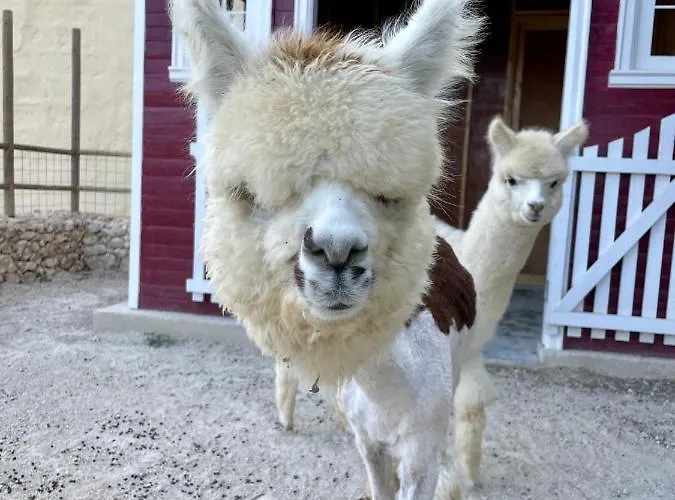 Luxury Surrounded With Nature & Farm Animals Alpacas Etc