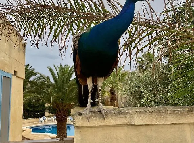 Villa Luxury Surrounded With Nature & Farm Animals Alpacas Etc Ghasri (Gozo)
