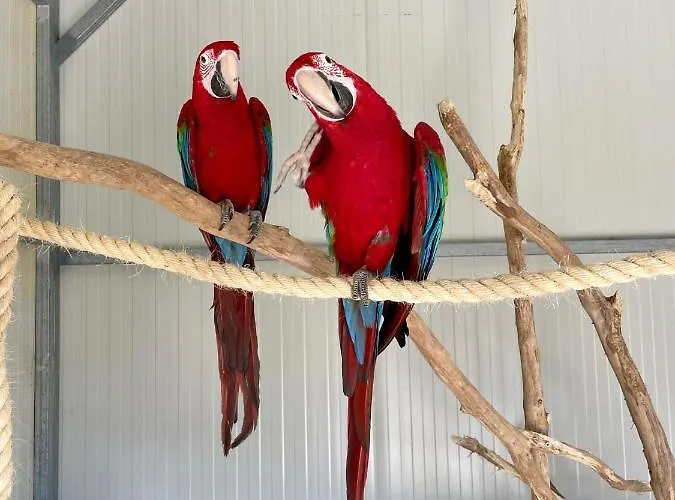 Luxury Surrounded With Nature & Farm Animals Alpacas Etc